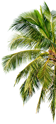 palmera